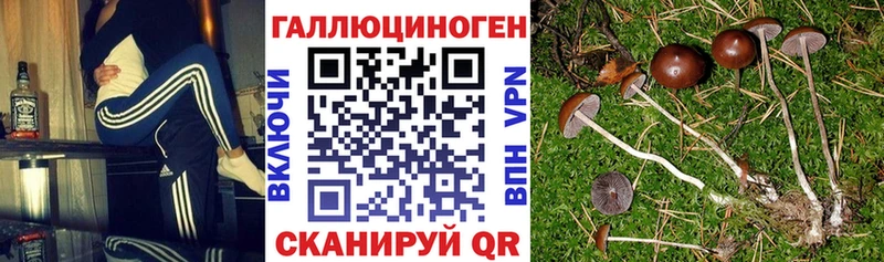 blacksprut ТОР что такое Камешково даркнет клад Галлюциногенные грибы Magic Shrooms